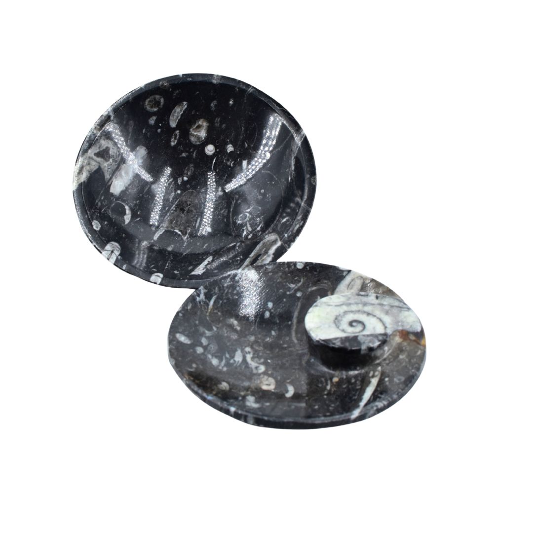 Räucherschale aus Orthoceras – Erdung aus der Tiefe der Zeit