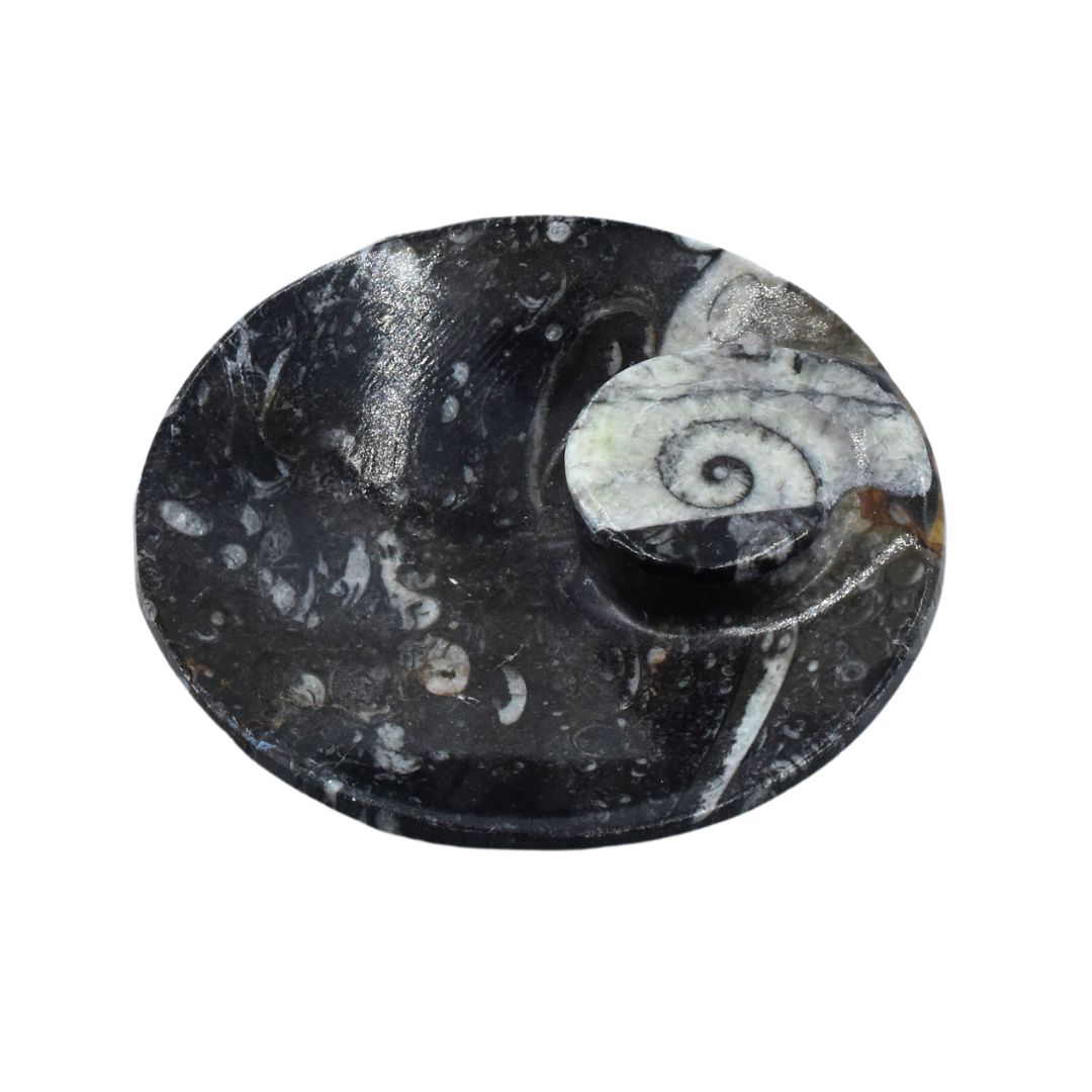 Räucherschale aus Orthoceras – Erdung aus der Tiefe der Zeit – Bild 3