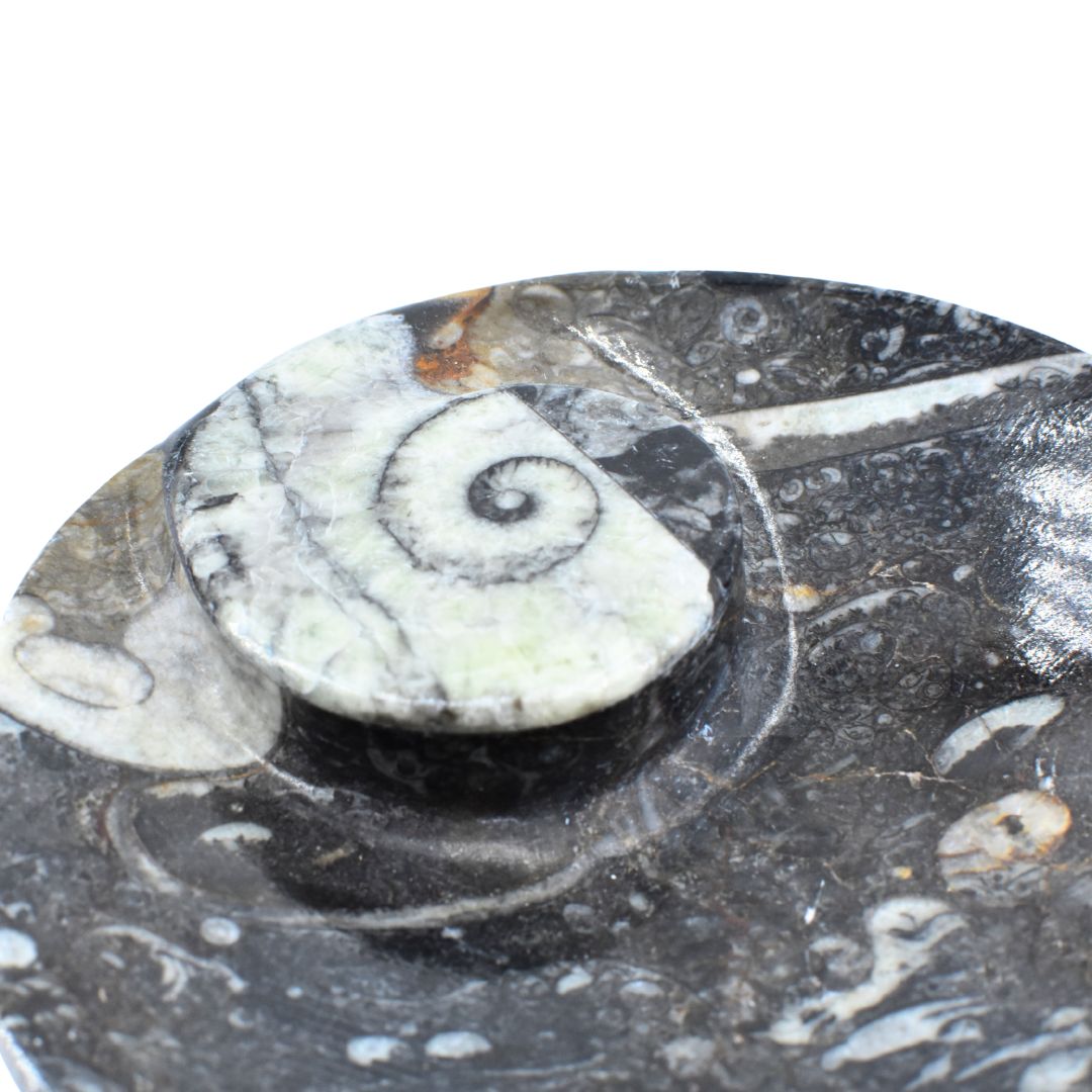 Räucherschale aus Orthoceras – Erdung aus der Tiefe der Zeit – Bild 5