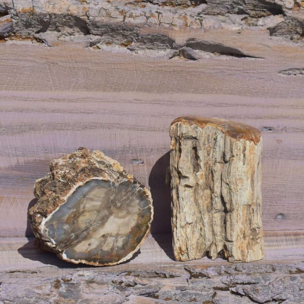 Versteinertes Holz Freiform – Verwurzelt im Wandel
