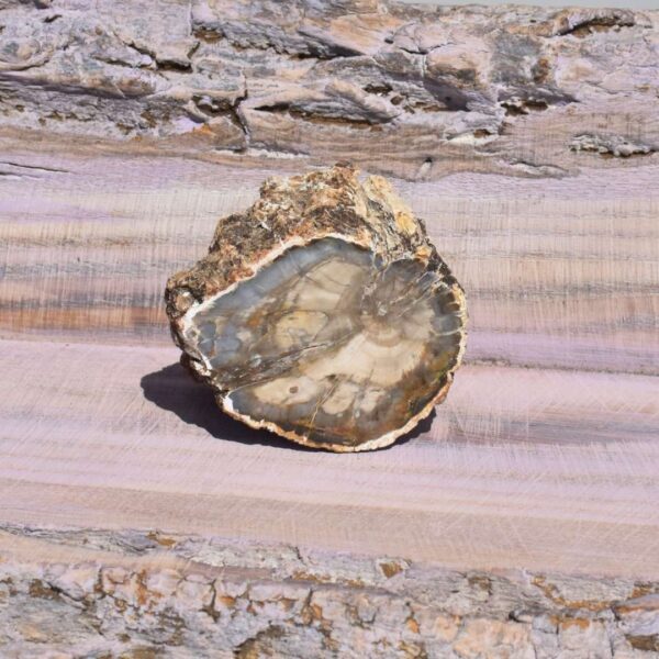 versteinertes Holz Freiform – Bild 3