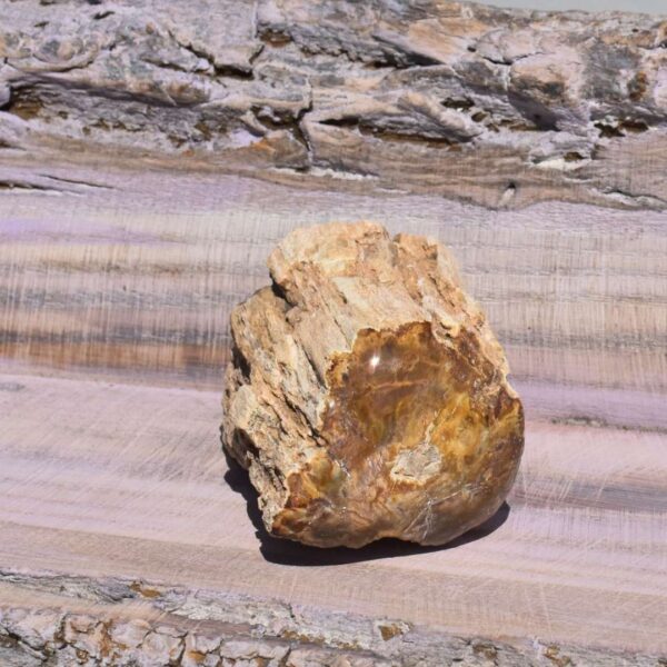 versteinertes Holz Freiform – Bild 4
