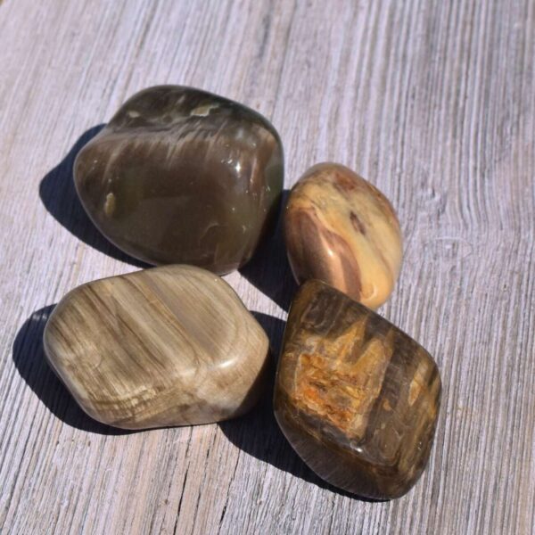 versteinertes Holz Handschmeichler – Bild 2