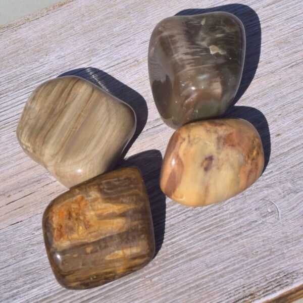 versteinertes Holz Handschmeichler