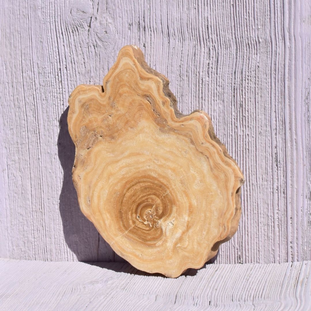 Versteinertes Holz Scheibe – Ankommen bei dir – Bild 3