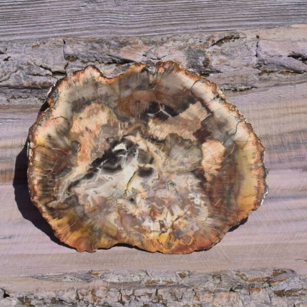 versteinertes Holz Scheibe – Bild 3