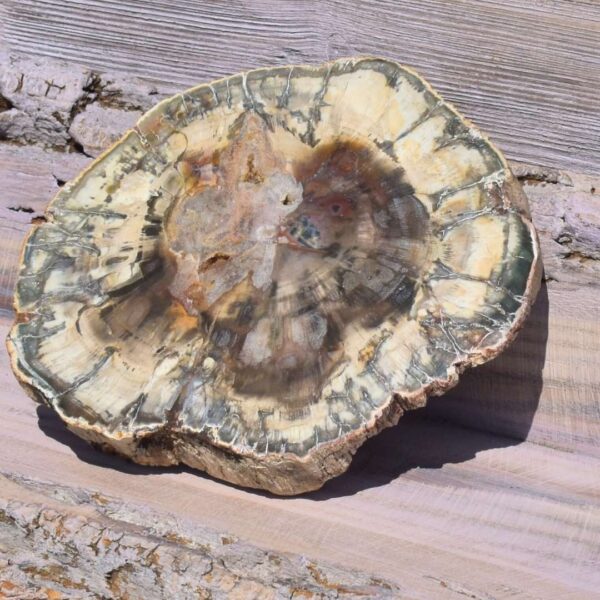 versteinertes Holz Scheibe – Bild 2