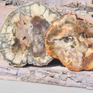 versteinertes Holz Scheibe