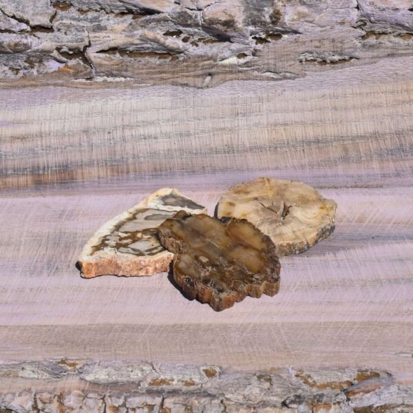 versteinertes Holz Scheibe klein – Bild 2