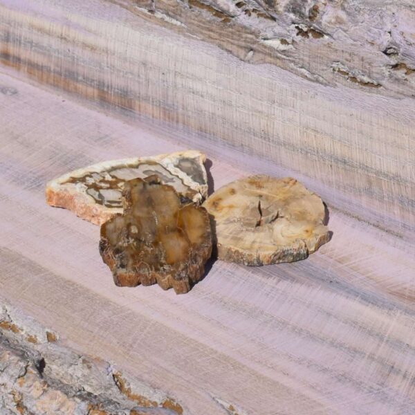 versteinertes Holz Scheibe klein – Bild 3