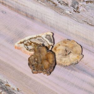 versteinertes Holz Scheibe klein