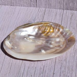 Perlmutt Muschel – Schale des Lichts